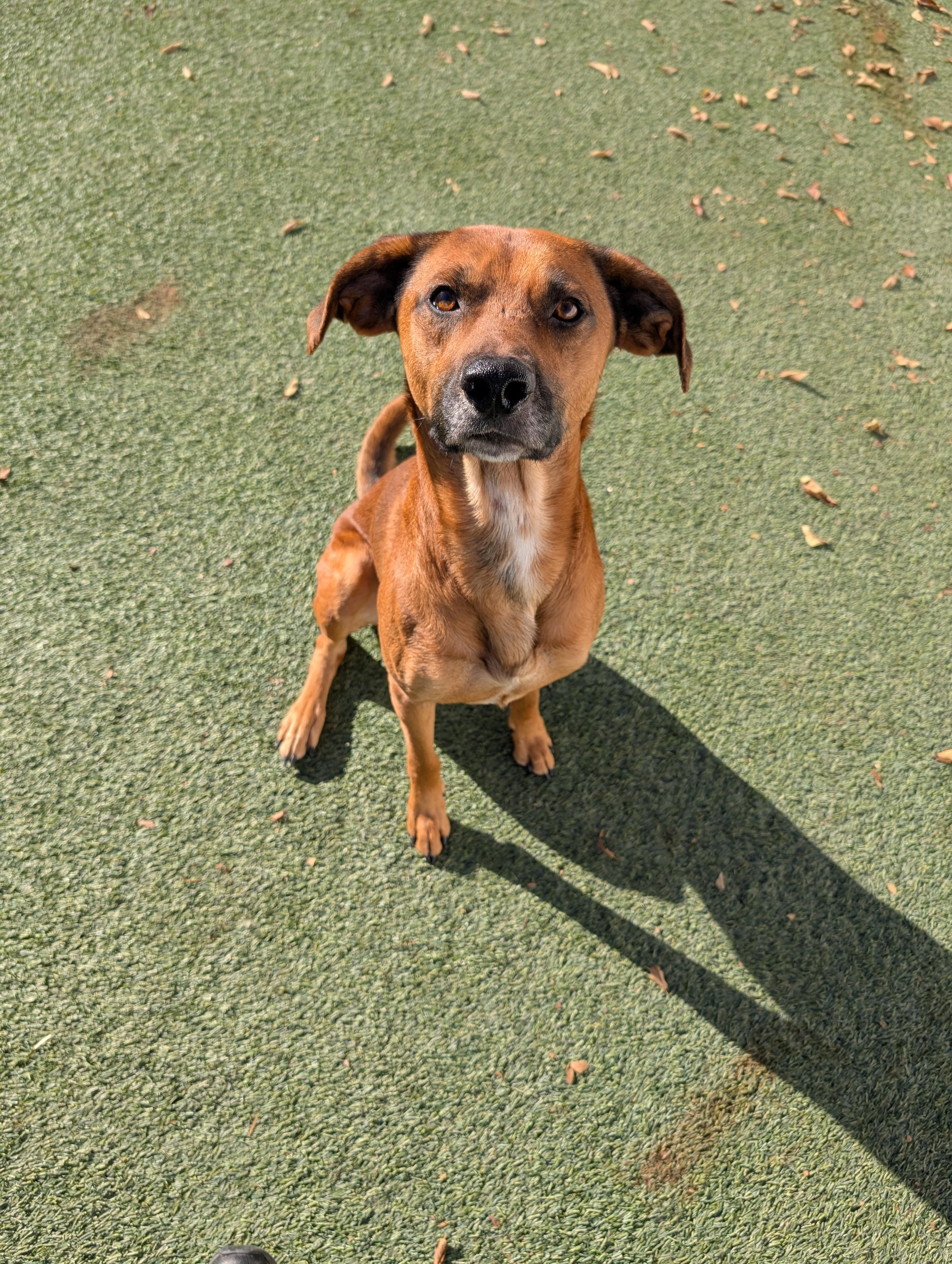 Enlarge Teak, a Adoptable mixed breed in Orem, UT image 4/6