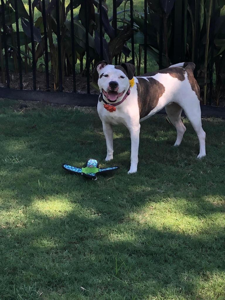 Enlarge Marsha, a Adoptable Pit Bull Terrier in New Bern, NC image 1/1