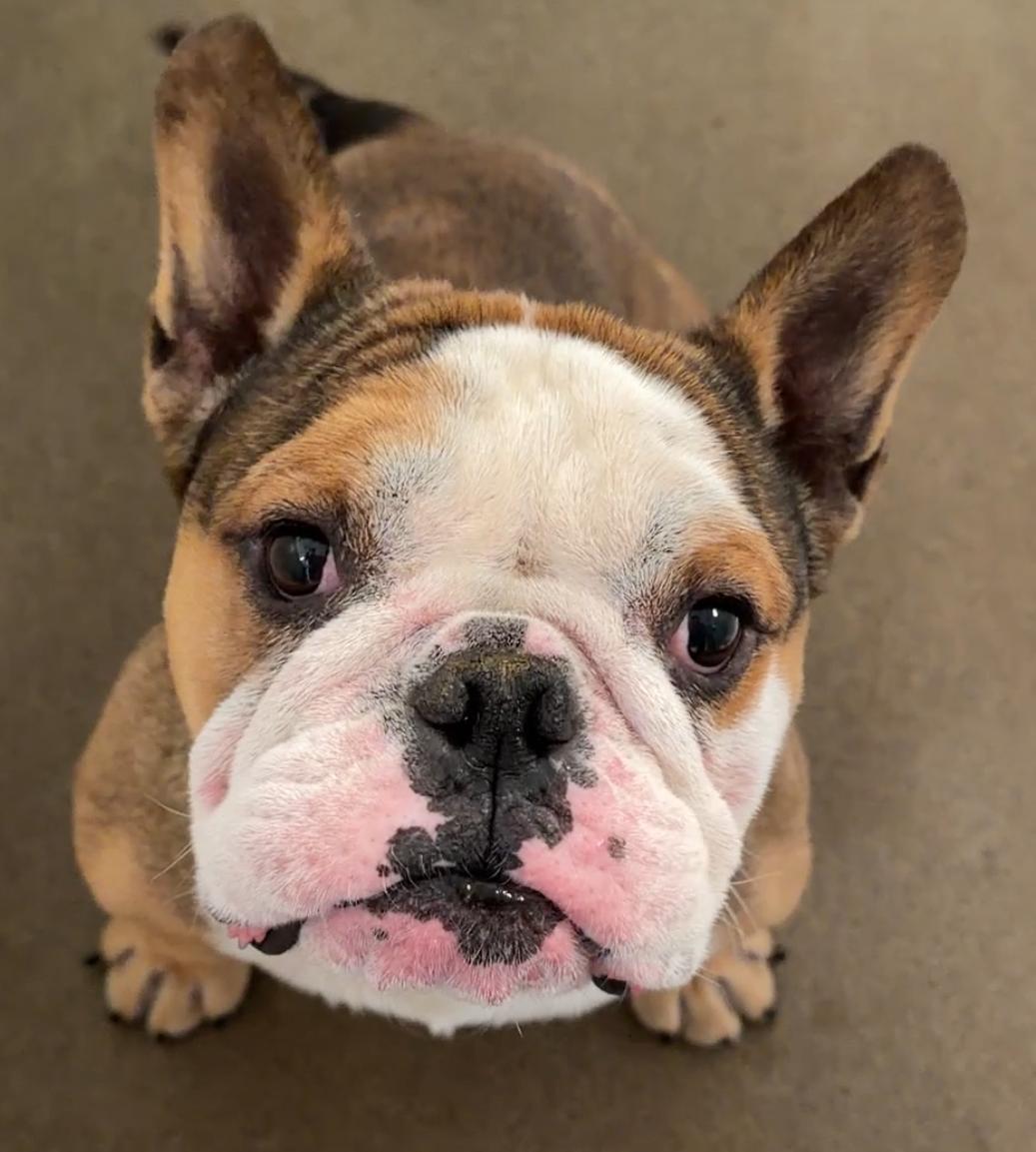 Franklin 6001, adopted, Adult Male Bulldog.