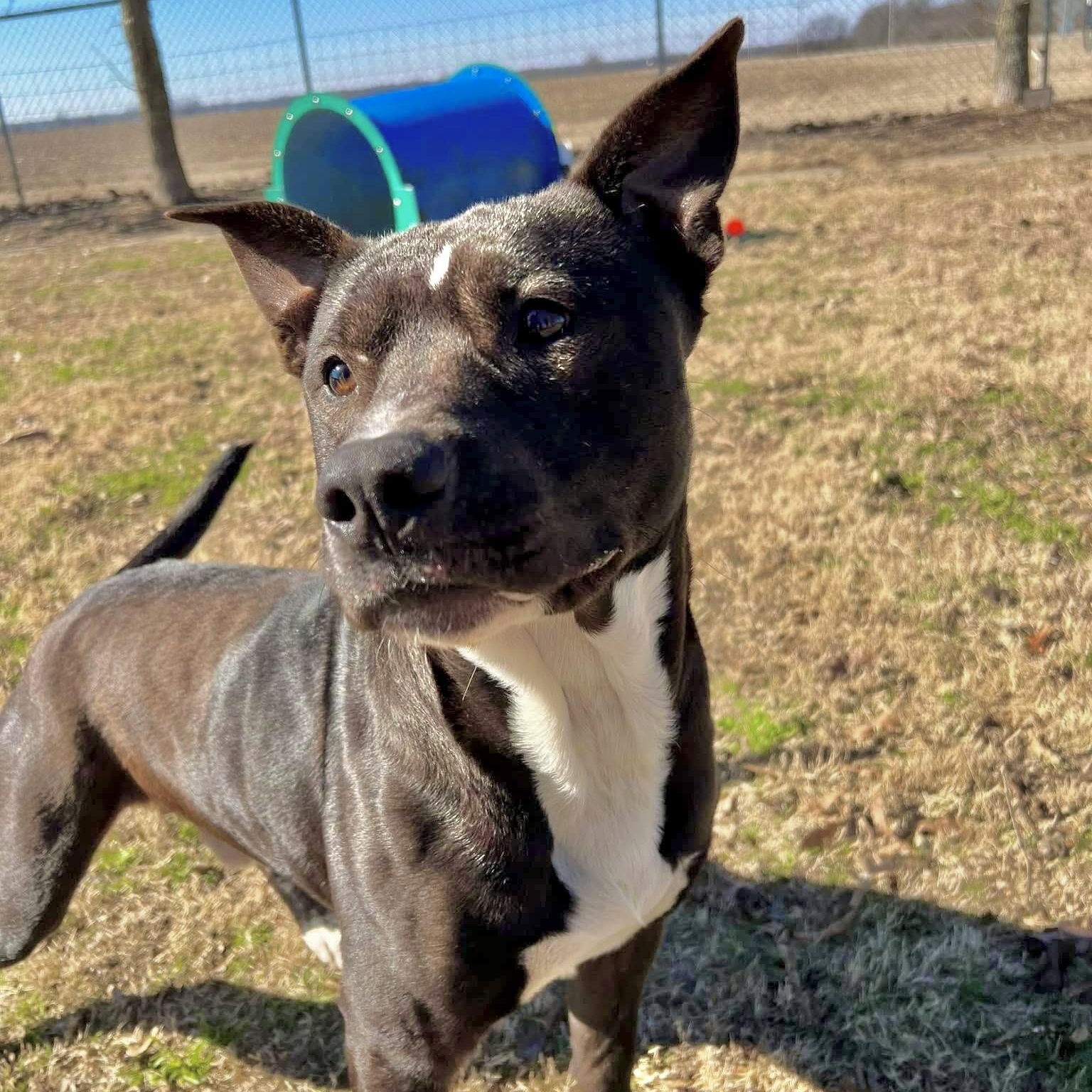 Bama, adopted, Adult Male Mixed Breed.