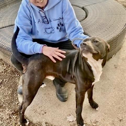 Enlarge Bama, an adopted Mixed Breed in Southaven , MS image 2/6