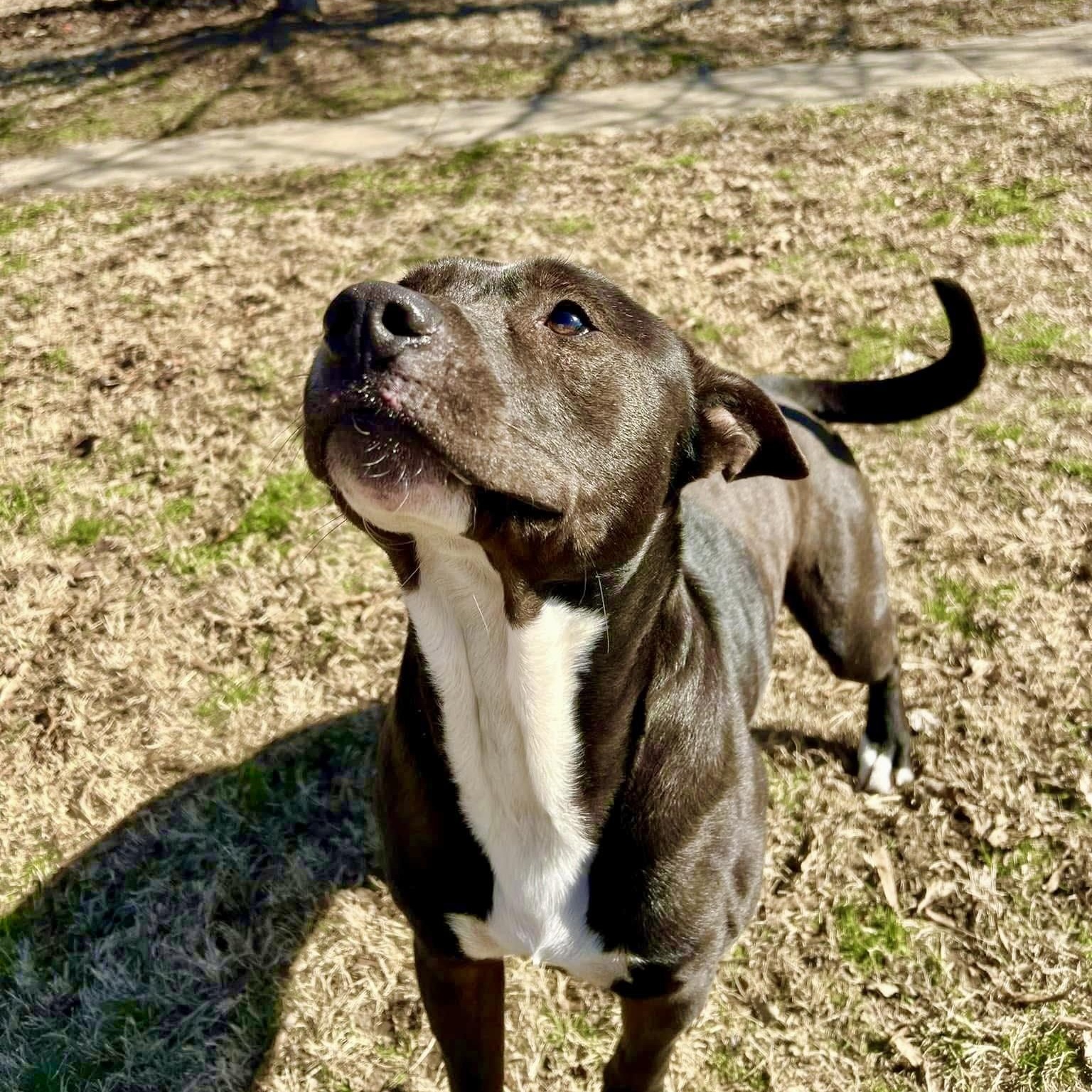 Enlarge Bama, an adopted Mixed Breed in Southaven , MS image 4/6