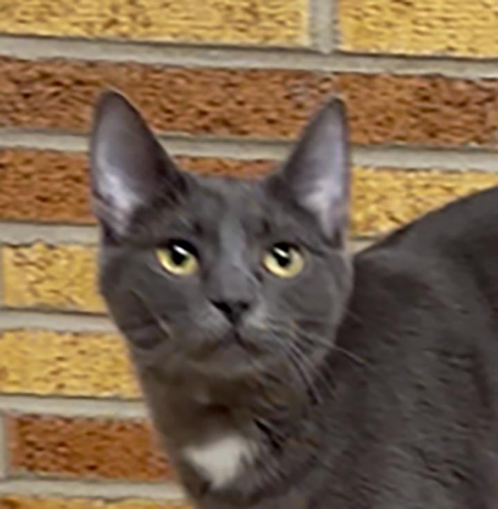 Sporty Spice, Adoptable, Young Female Domestic Short Hair.