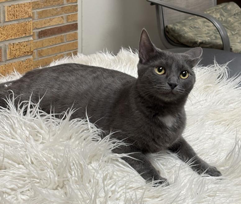 Enlarge Sporty Spice, a Adoptable Domestic Short Hair in Cuyahoga Falls, OH image 2/3