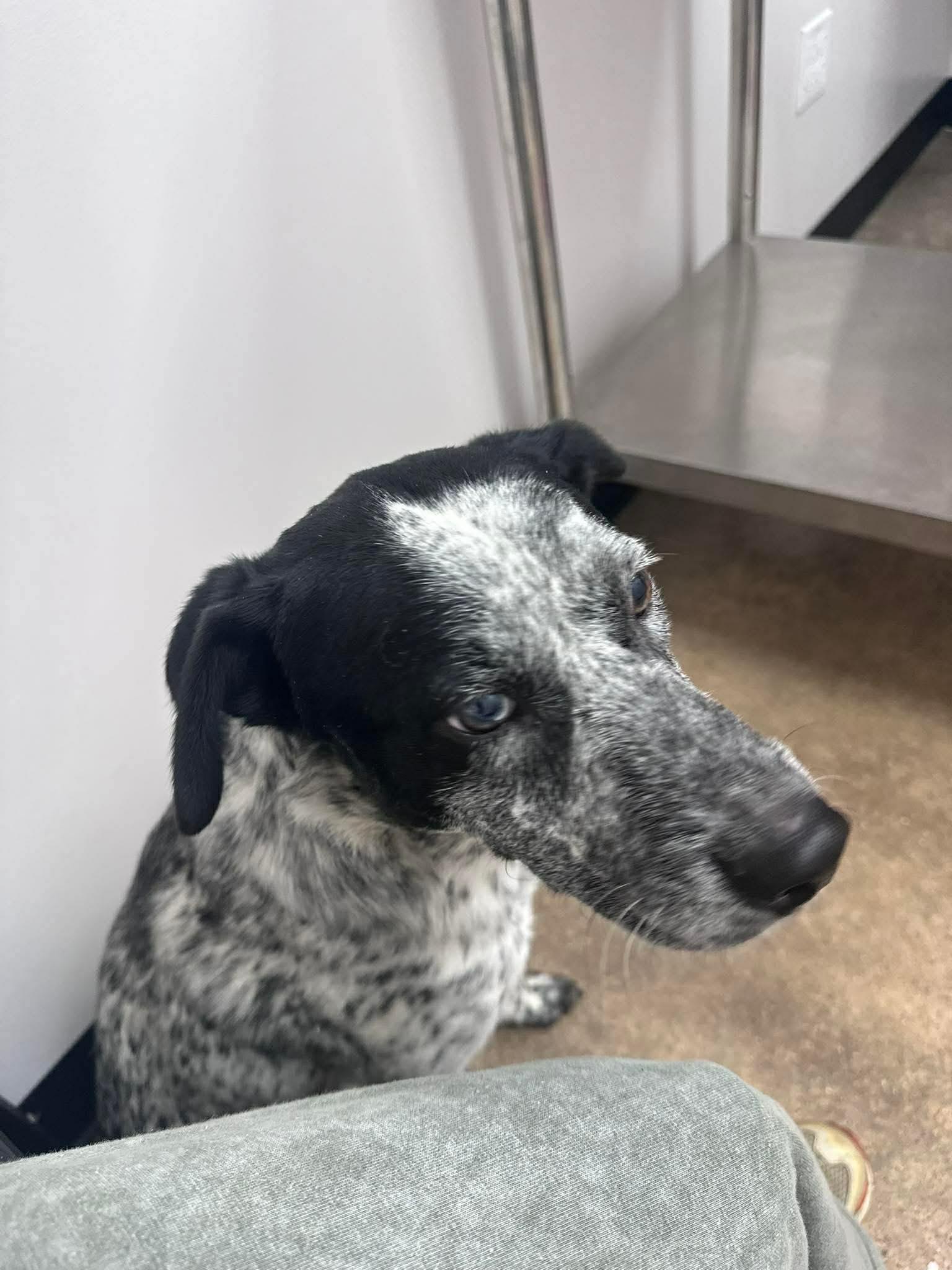 Enlarge Kohen, an adoptable Australian Cattle Dog / Blue Heeler in Woodstock, ON image 4/4