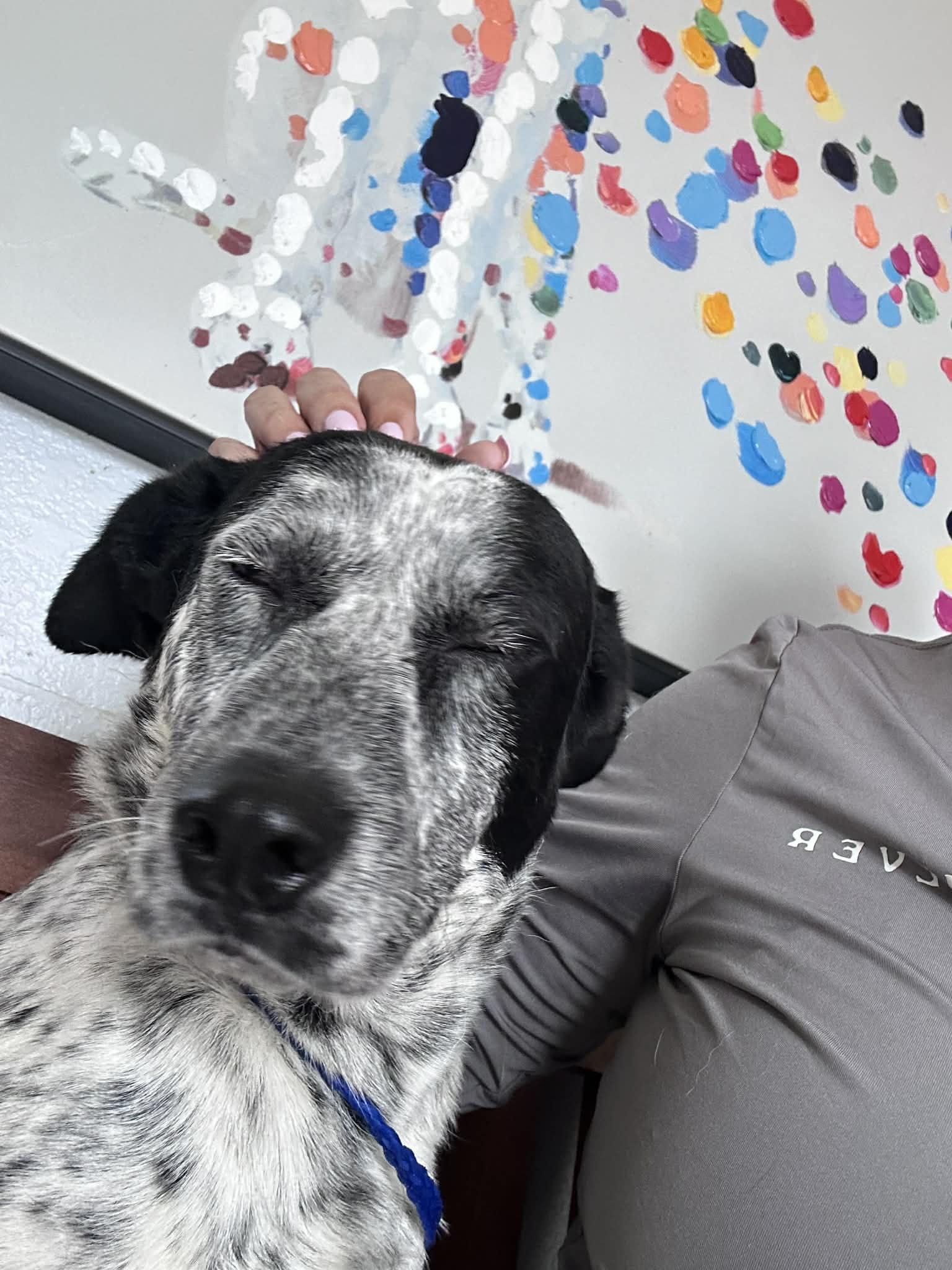 Enlarge Kohen, an adoptable Australian Cattle Dog / Blue Heeler in Woodstock, ON image 3/4