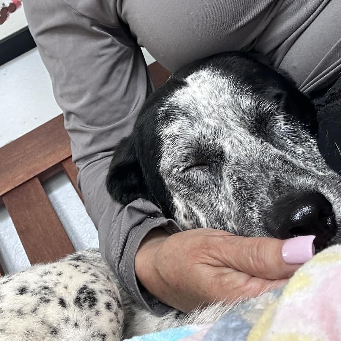 Enlarge Kohen, an adoptable Australian Cattle Dog / Blue Heeler in Woodstock, ON image 2/4