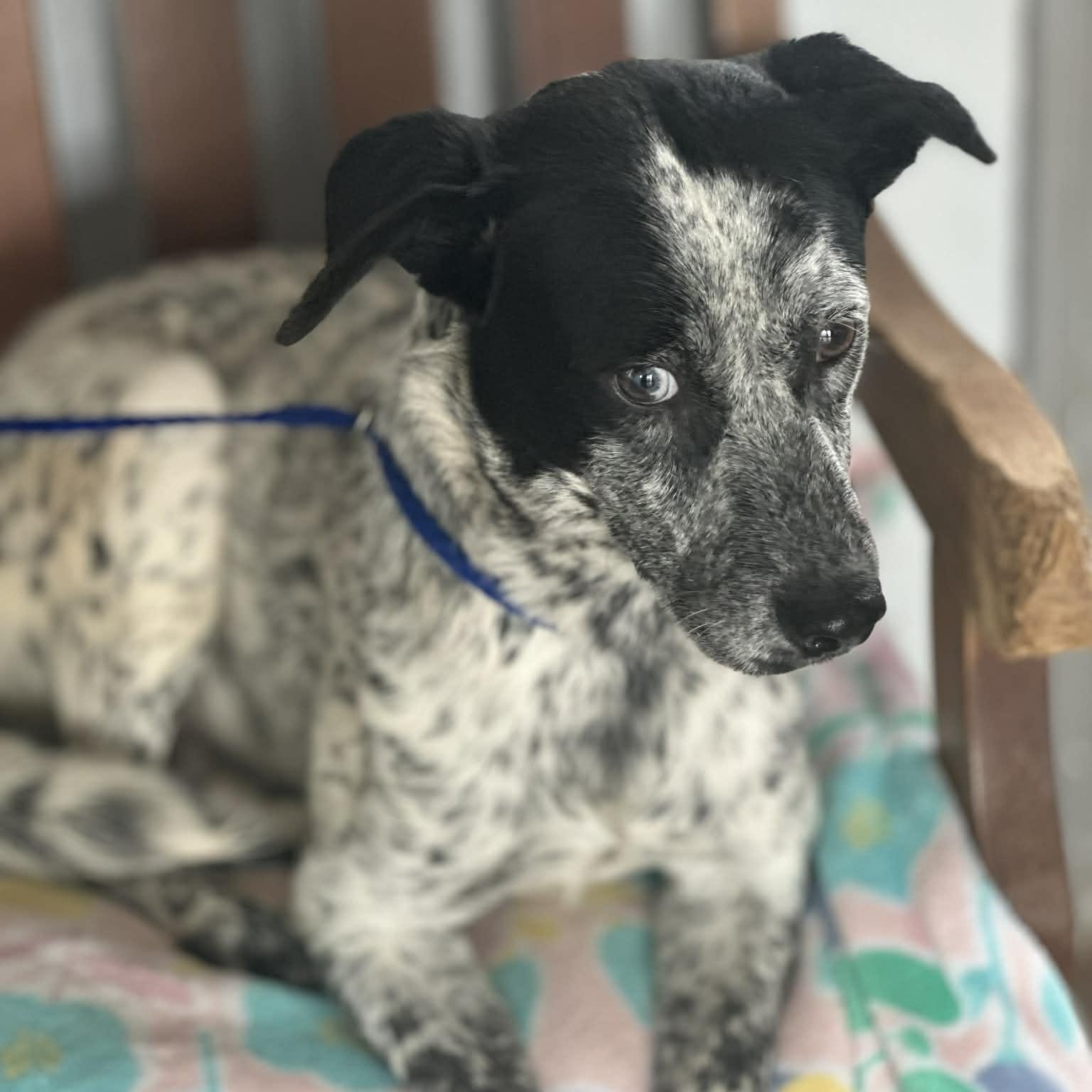 Enlarge Kohen, an adoptable Australian Cattle Dog / Blue Heeler in Woodstock, ON image 1/4