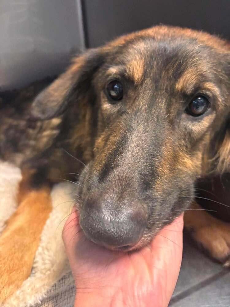 Heidi, Adoptable, Adult Female German Shepherd Dog.