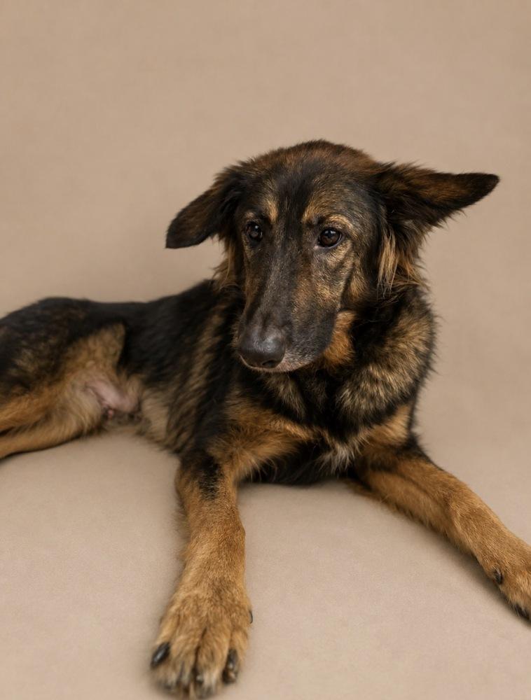 Enlarge Heidi, a Adoptable German Shepherd Dog in Statesboro, GA image 2/2
