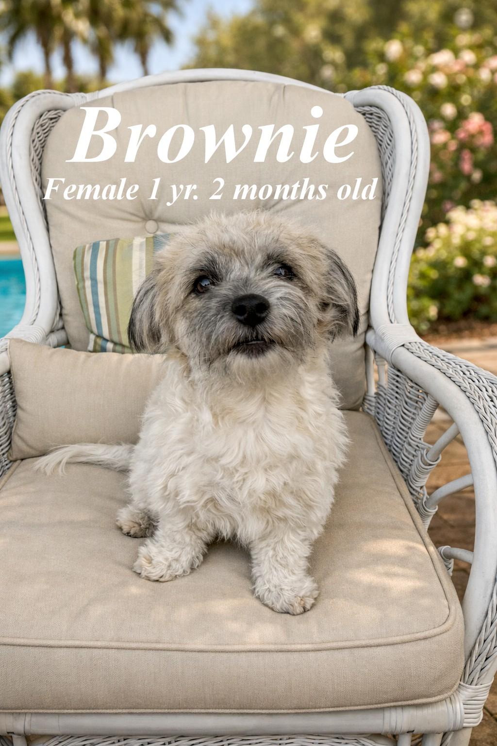 Enlarge Brownie, a hold mixed breed in Deerfield Beach, FL image 1/2