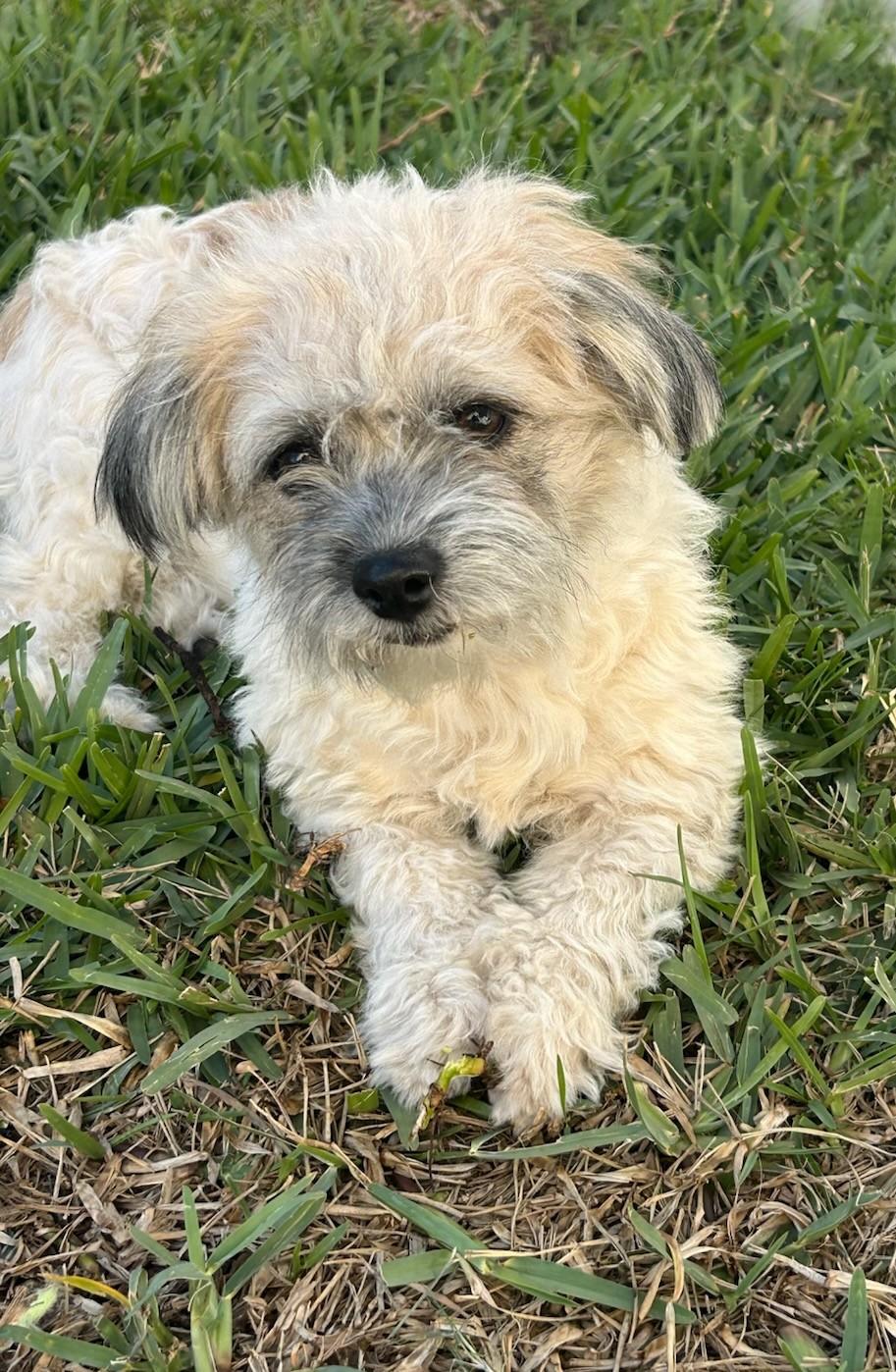 Enlarge Brownie, a hold mixed breed in Deerfield Beach, FL image 2/2