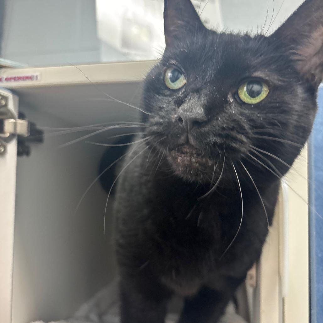 Enlarge Misty, a Adoptable Domestic Short Hair in Philadelphia, PA image 2/6