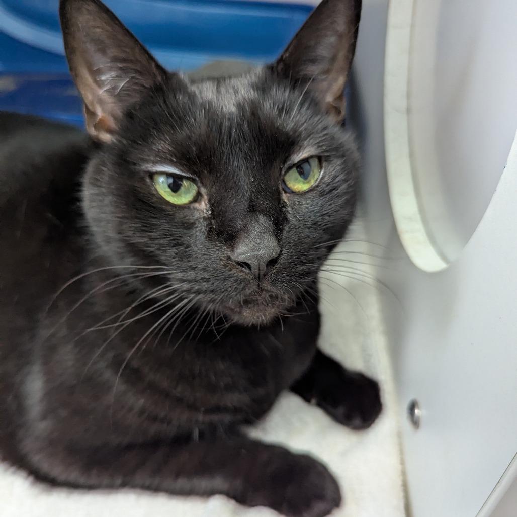 Enlarge Misty, a Adoptable Domestic Short Hair in Philadelphia, PA image 3/6