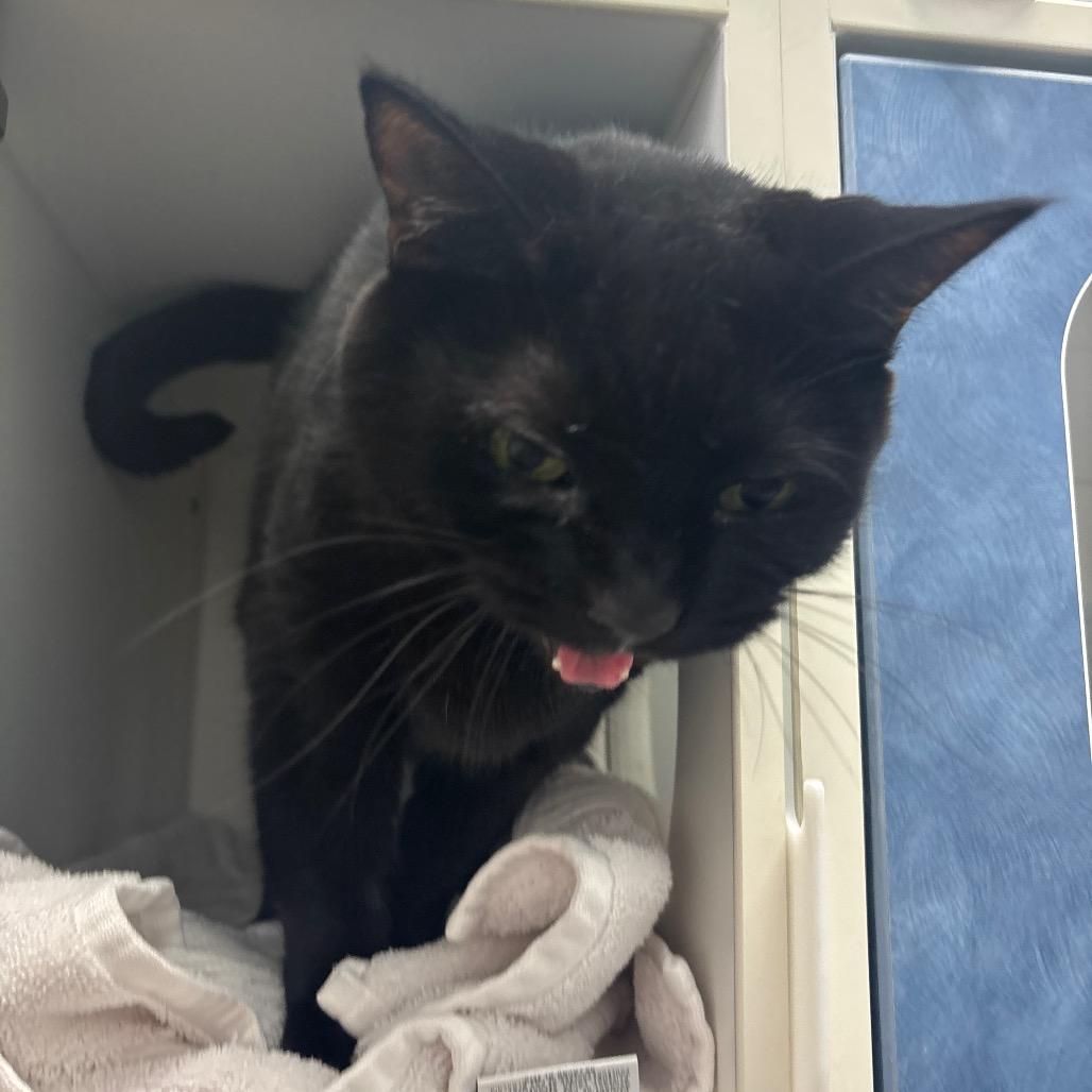 Enlarge Misty, a Adoptable Domestic Short Hair in Philadelphia, PA image 5/6