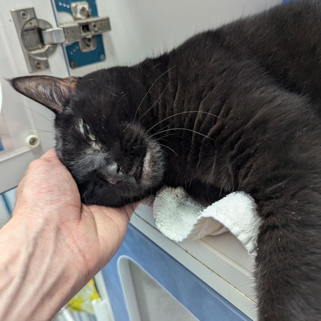 Enlarge Misty, a Adoptable Domestic Short Hair in Philadelphia, PA image 6/6