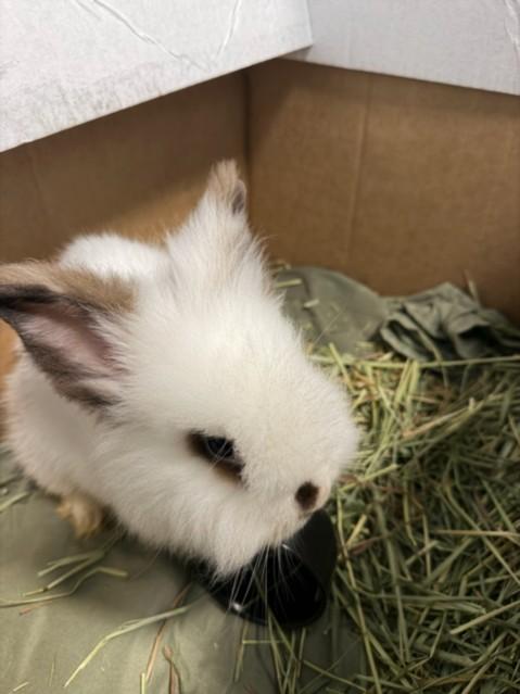 COOKIE, Adoptable, Young Male Lionhead.