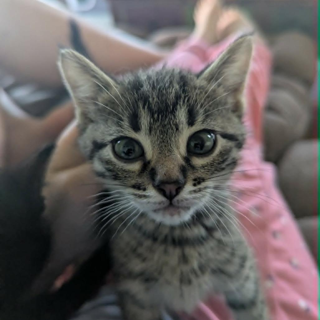 Enlarge Princess Pink, a Adoptable Domestic Short Hair in West Olive, MI image 2/6