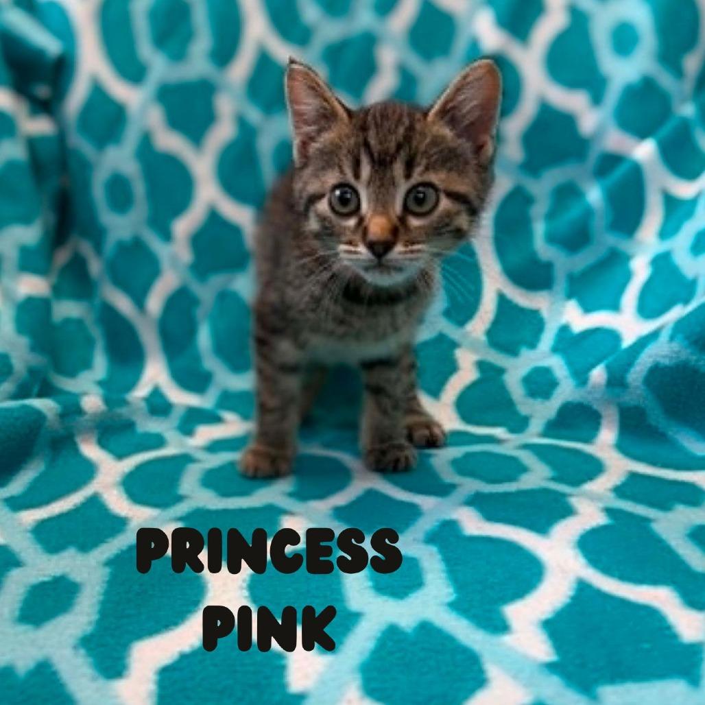Enlarge Princess Pink, a Adoptable Domestic Short Hair in West Olive, MI image 3/6