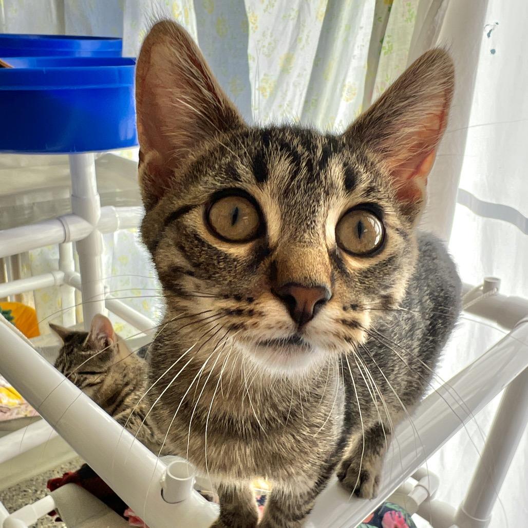Enlarge Princess Pink, a Adoptable Domestic Short Hair in West Olive, MI image 4/6