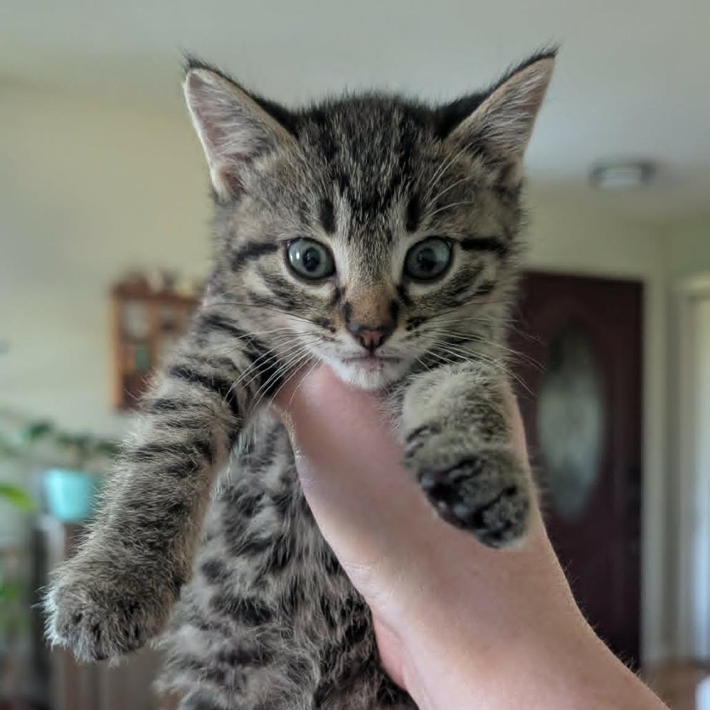 Enlarge Princess Pink, a Adoptable Domestic Short Hair in West Olive, MI image 5/6