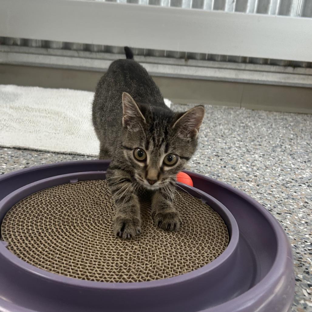 Enlarge Princess Pink, a Adoptable Domestic Short Hair in West Olive, MI image 6/6