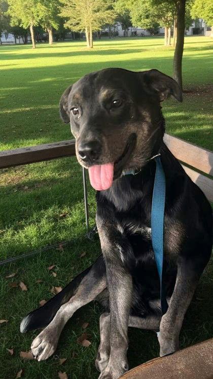 Gunner, a Adoptable Shepherd in Sullivan, IN image 1/2