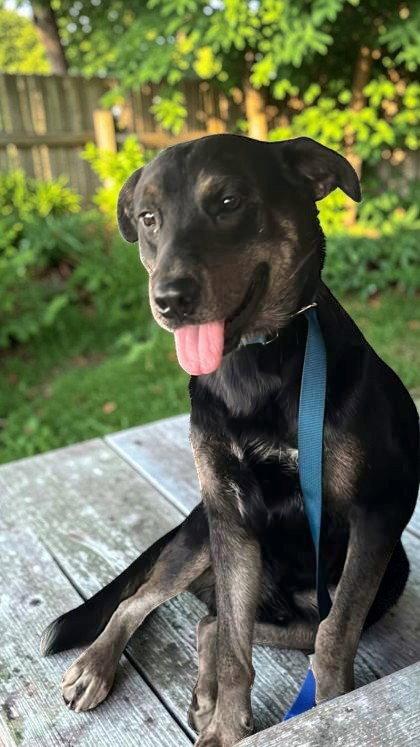 Gunner, Adoptable, Adult Male Shepherd.