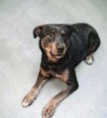Gunner, a Adoptable Shepherd in Sullivan, IN image 2/2