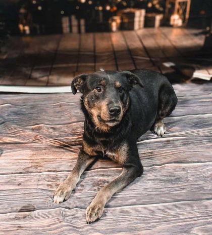 Gunner, a Adoptable Shepherd in Sullivan, IN image 2/2