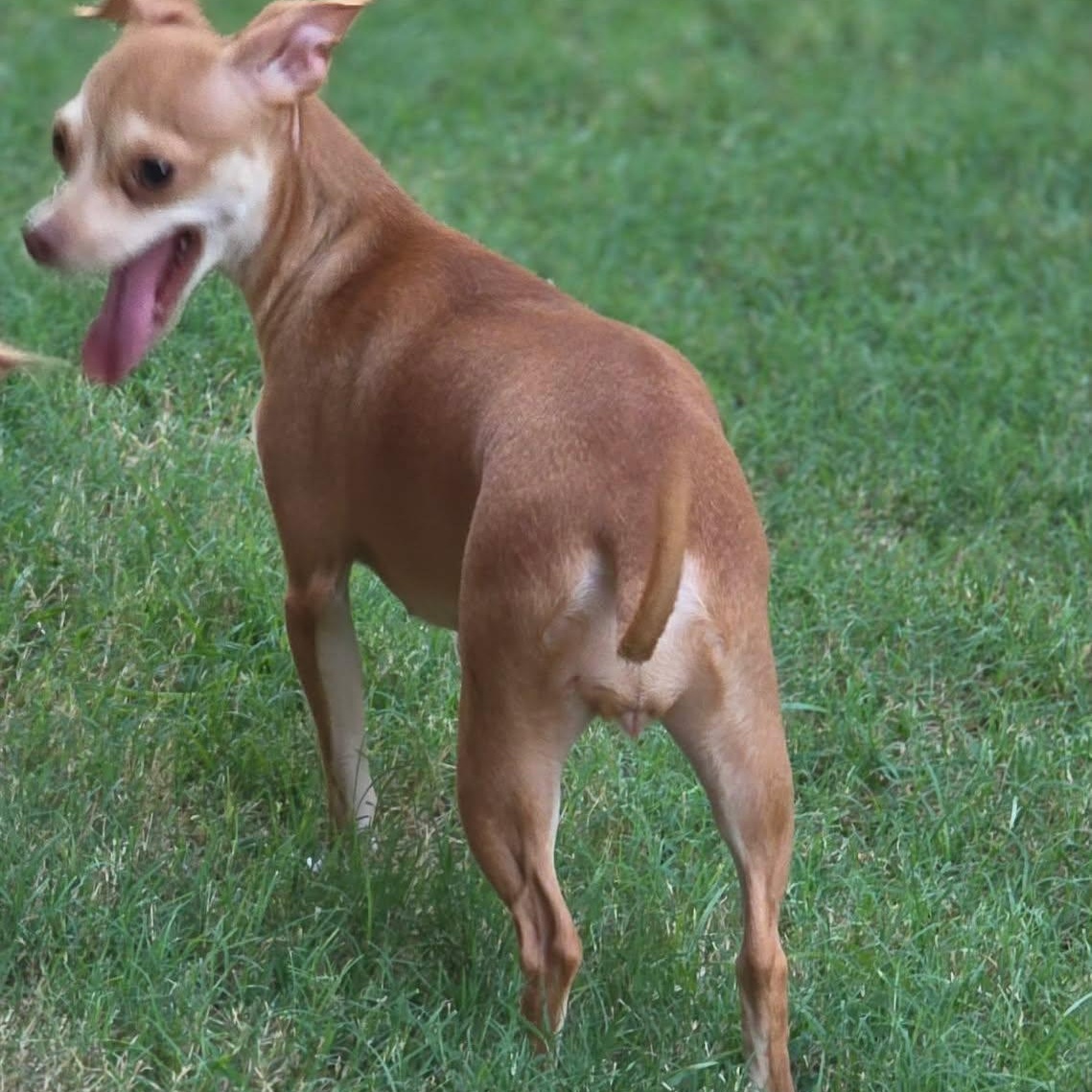 Enlarge Katie, a Adopted Chiweenie in Justin, TX image 3/4