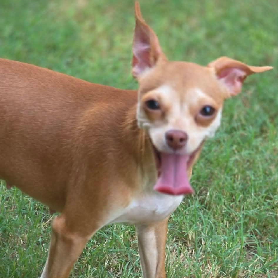 Katie, Adopted, Adult Female Chiweenie.