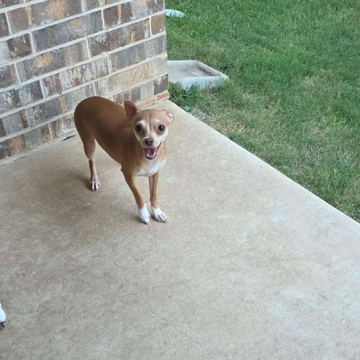 Enlarge Katie, a Adopted Chiweenie in Justin, TX image 2/4