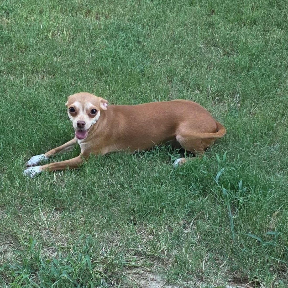 Enlarge Katie, a Adopted Chiweenie in Justin, TX image 4/4