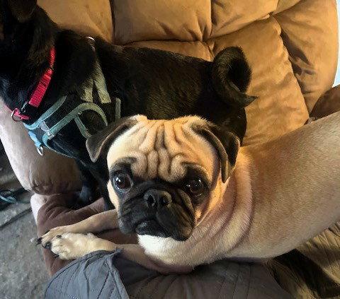 Trevor, a Adopted Pug in Perris, CA image 1/3