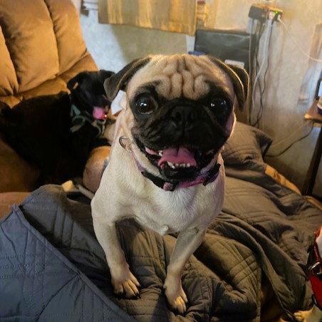 Trevor, a Adopted Pug in Perris, CA image 2/3