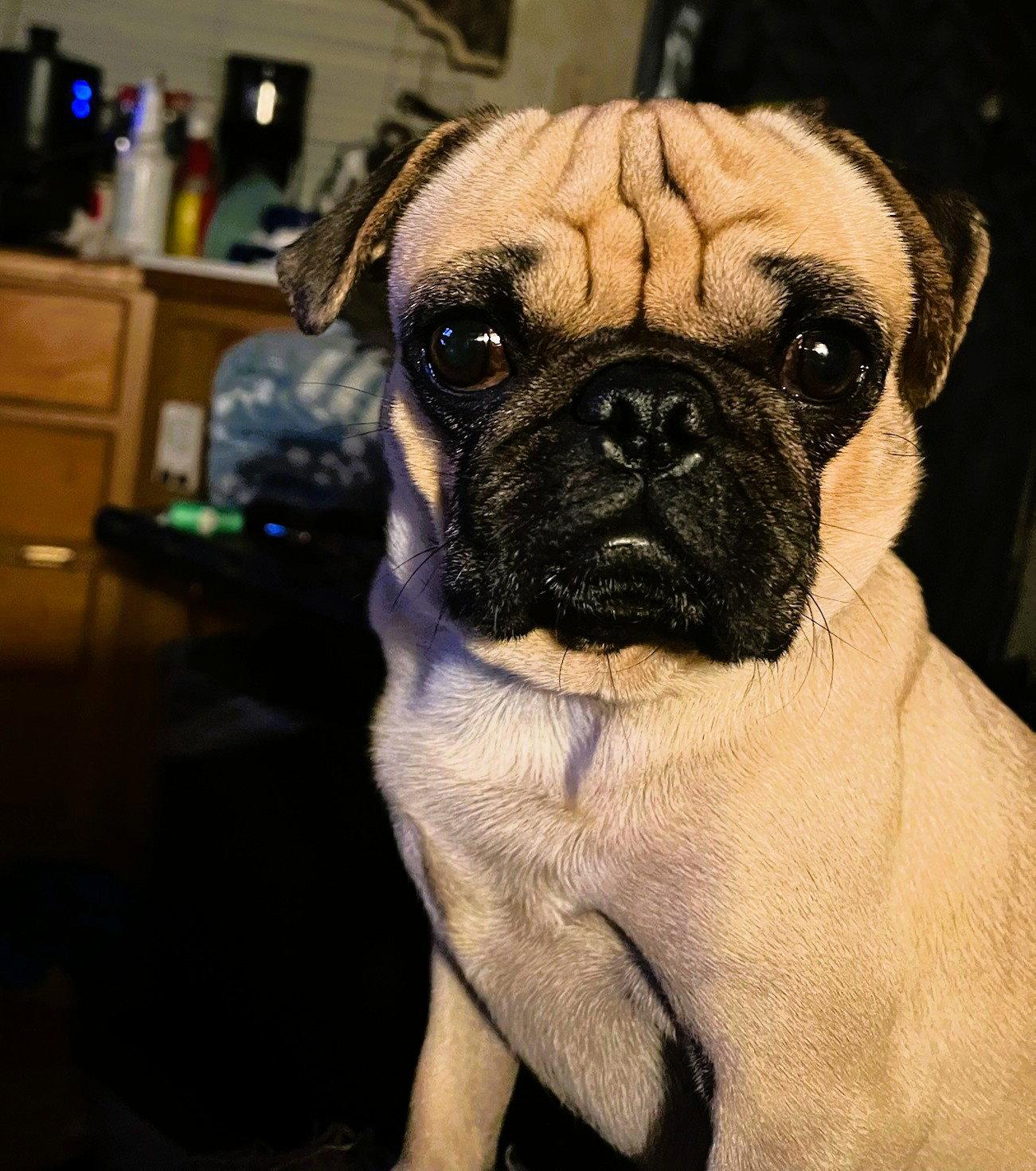Trevor, a Adopted Pug in Perris, CA image 3/3