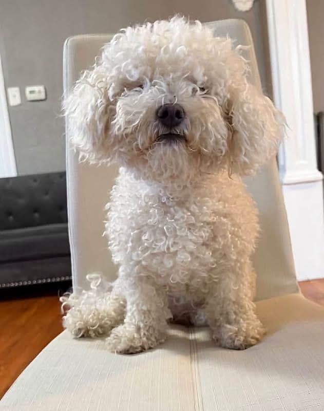 Enlarge Sasha, a Adoptable Bichon Frise in Oak Ridge, NJ image 3/3