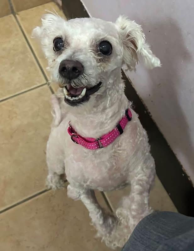 Enlarge Sasha, a Adoptable Bichon Frise in Oak Ridge, NJ image 2/3