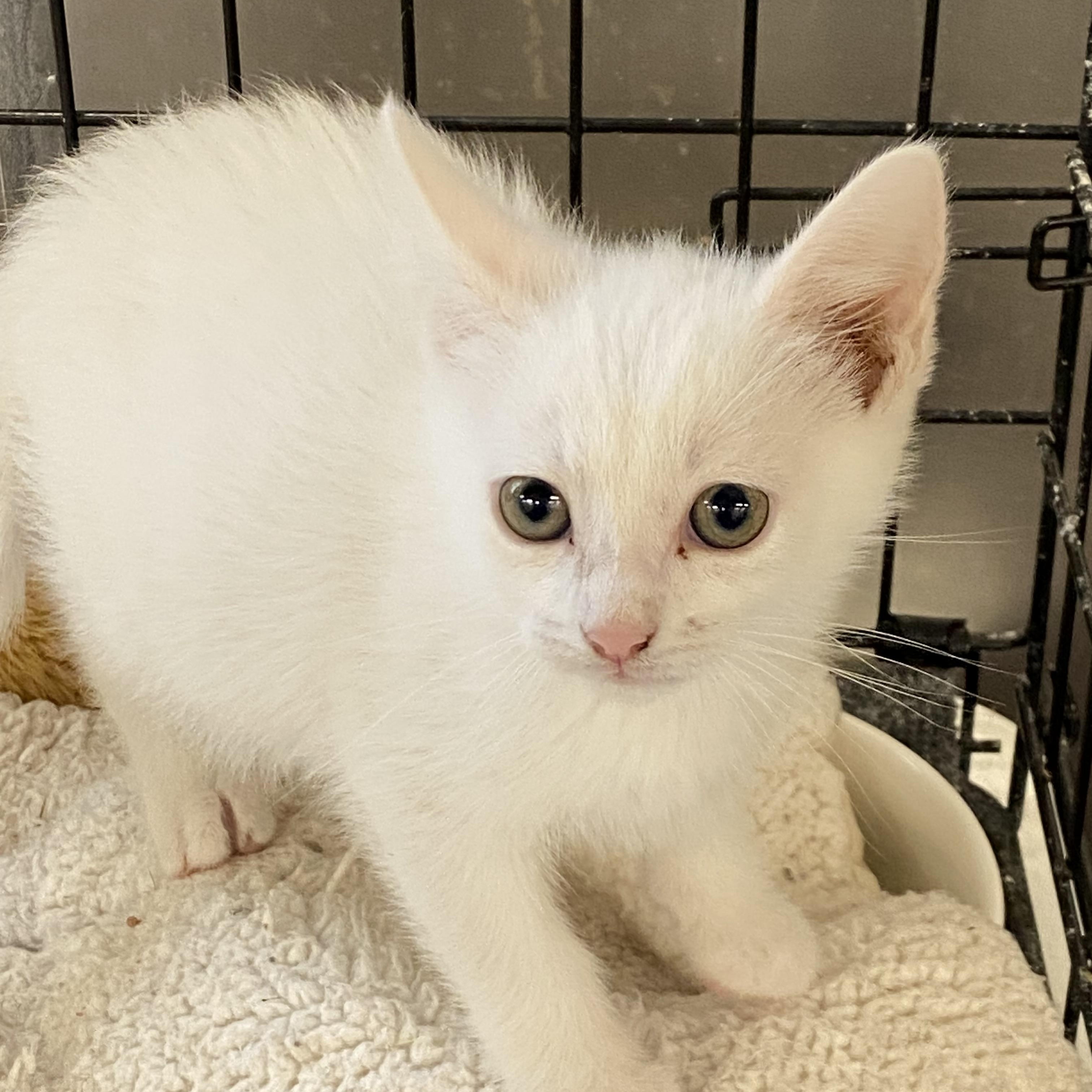 Casper, adopted, Kitten Male American Shorthair.