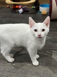 Enlarge Casper, an adopted American Shorthair in Fredericksburg, OH image 3/4