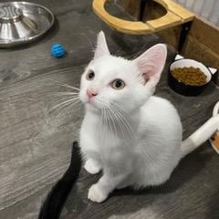 Enlarge Casper, an adopted American Shorthair in Fredericksburg, OH image 2/4