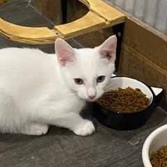 Enlarge Casper, an adopted American Shorthair in Fredericksburg, OH image 4/4