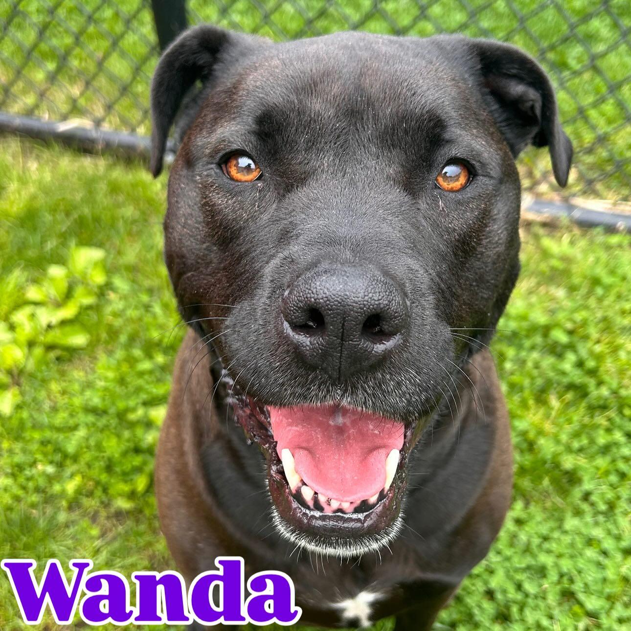 Wanda Tag #599, an adoptable Labrador Retriever & Pit Bull Terrier Mix in Central Islip, NY_image-1