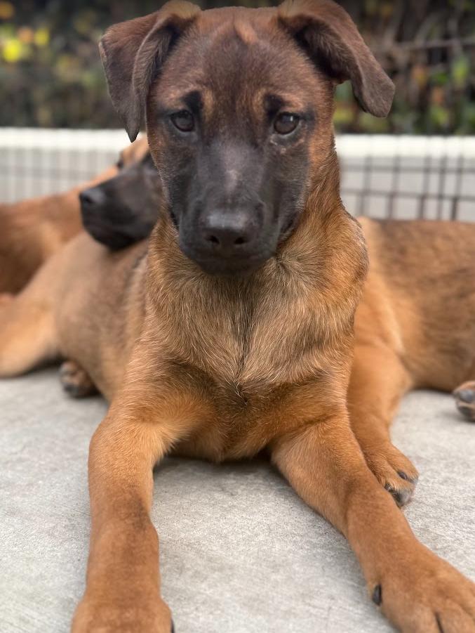 Enlarge Stacy, a Adoptable mixed breed in Escondido, CA image 1/1