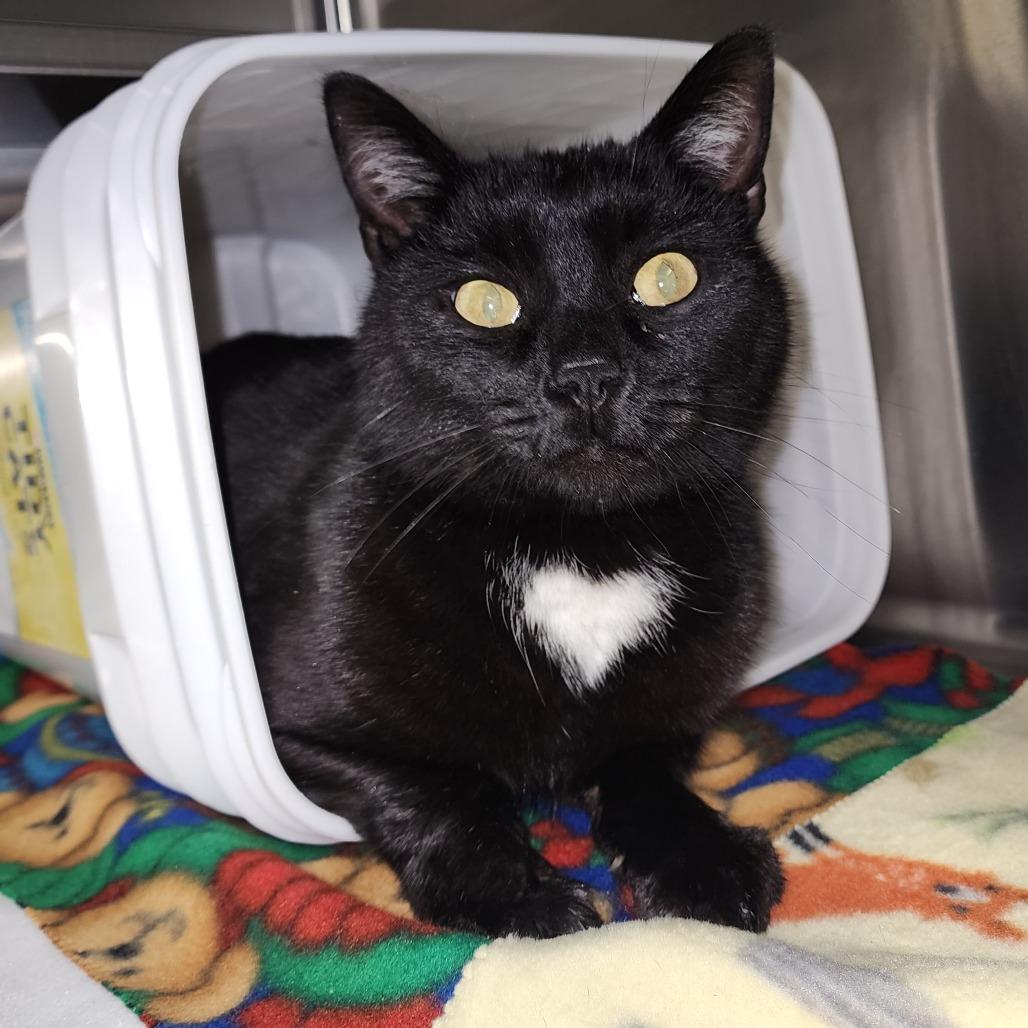 Luke, Adoptable, Adult Male Domestic Short Hair.