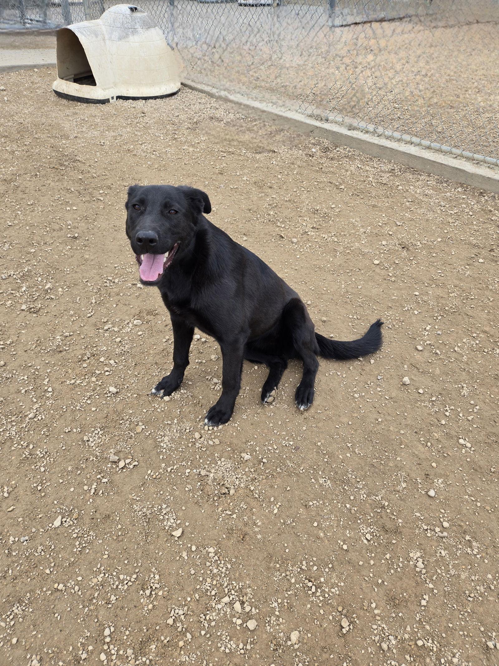 Faith, Adopted, Adult Female Labrador Retriever.