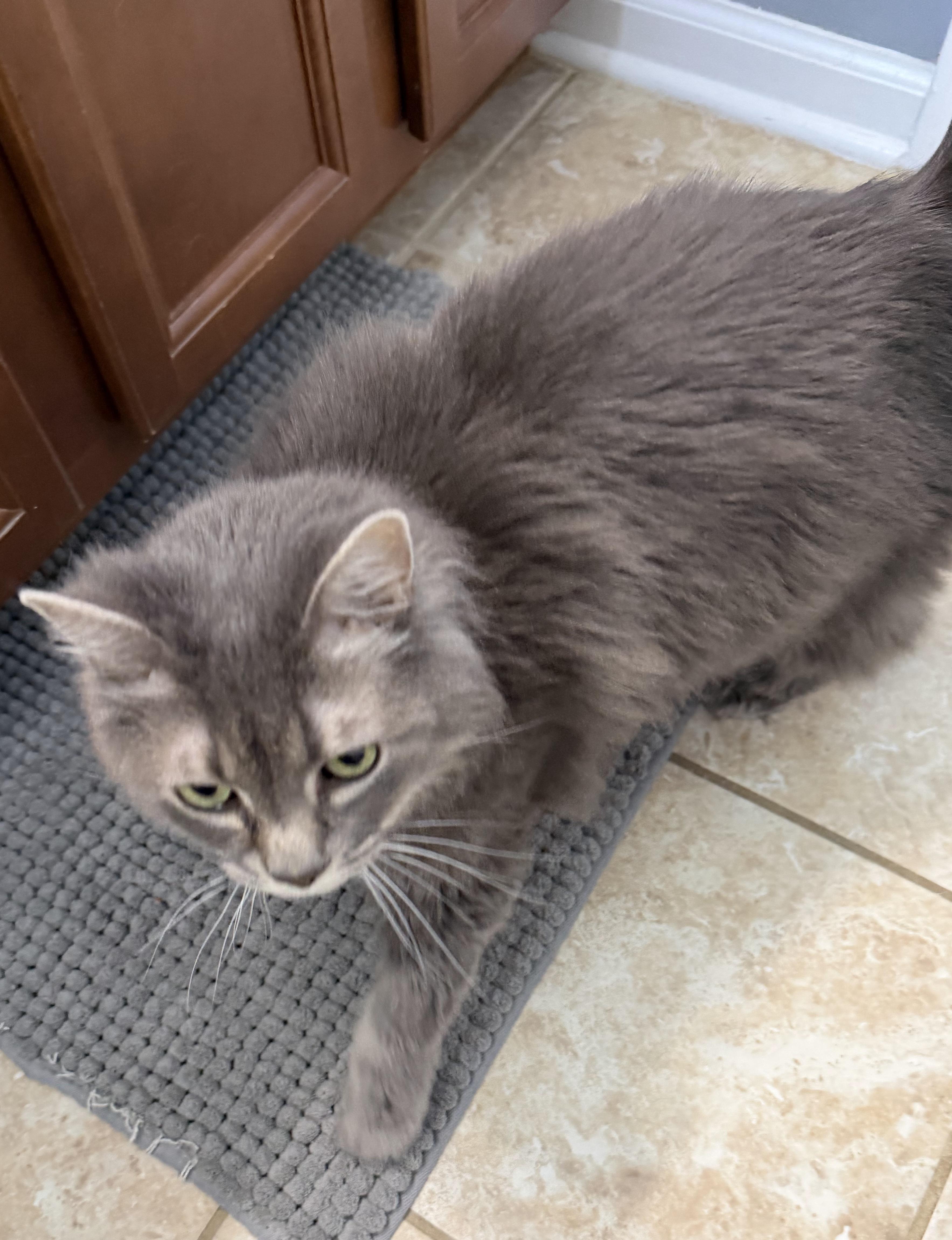Enlarge Lilly, a Adoptable Tabby in Elgin, SC image 4/6