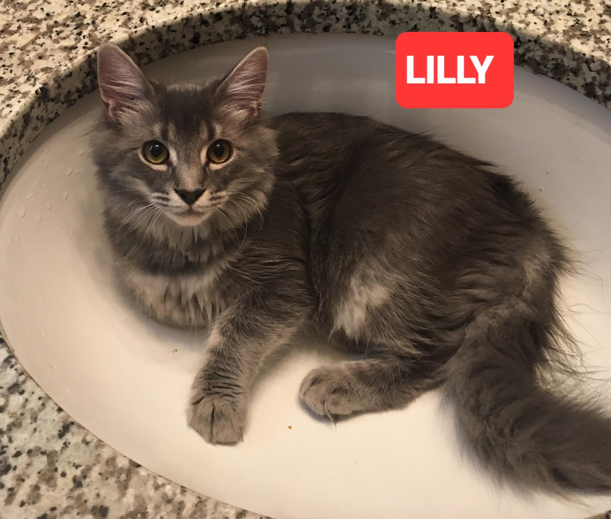 Lilly, Adoptable, Senior Female Tabby.