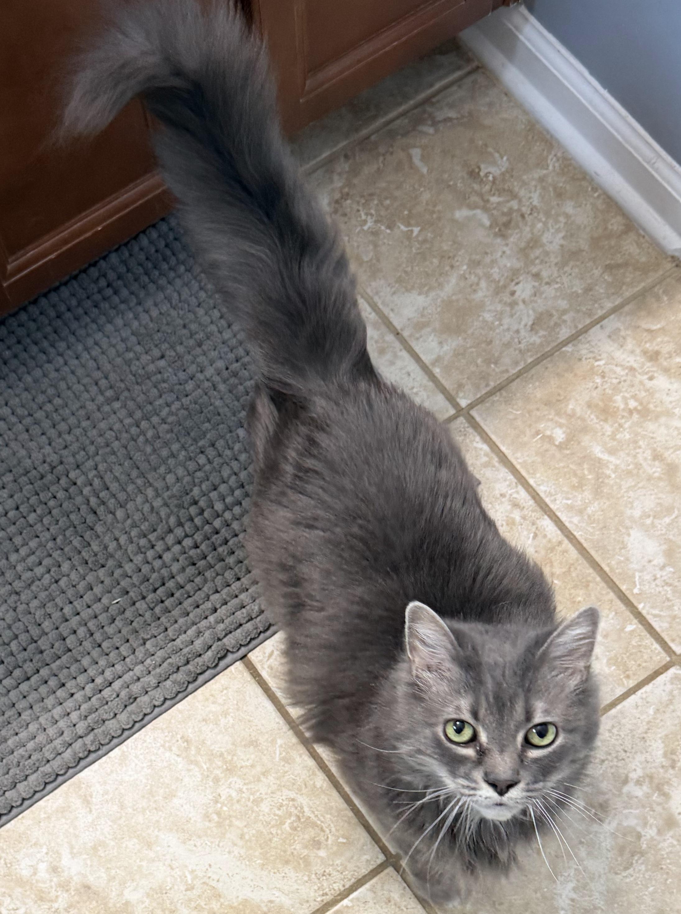 Enlarge Lilly, a Adoptable Tabby in Elgin, SC image 2/6